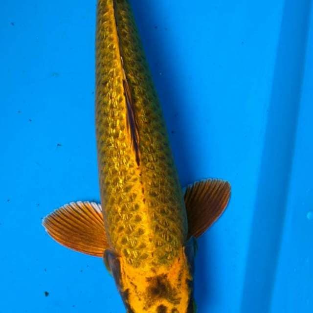GOLD MUKASHI GINRIN 32 cm