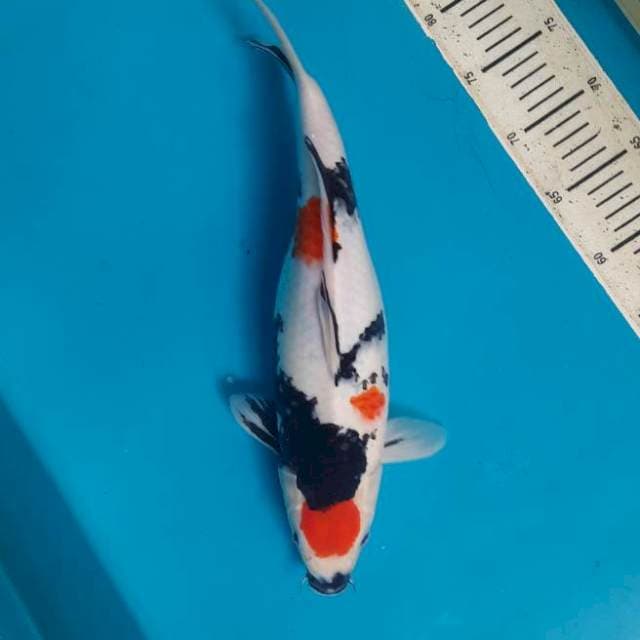 Maruren showa 38cm/F