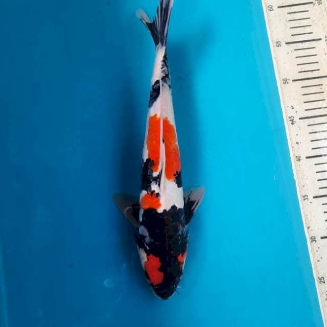 35cm Showa doitsu aragoke