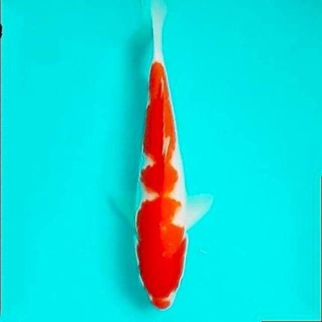 Straigh Hi kohaku 25cm