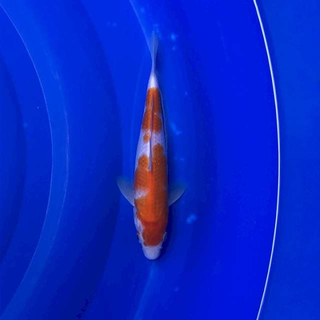 Kohaku