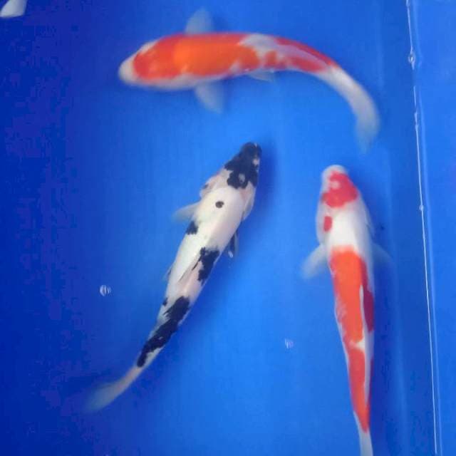 Mix kohaku siro 27-29cm