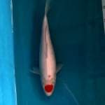 Tancho Kohaku 37cm