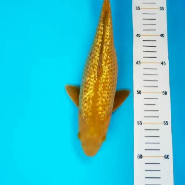 Midori gindrin 32cm