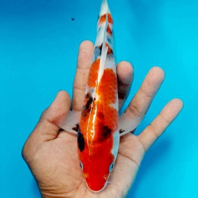 Kindai 22 cm