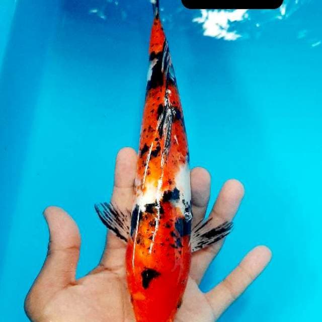 Showa 28 cm