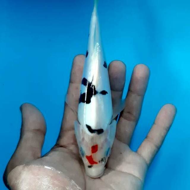 Bahan doitsu 18 cm