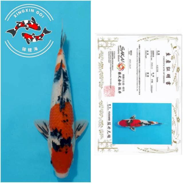 MARUTEN SANKE SAKAI 34CM MALE