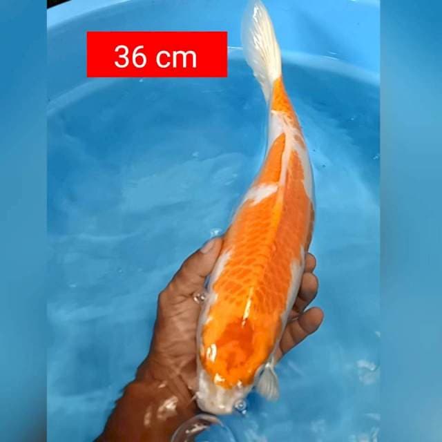 Original hariwake