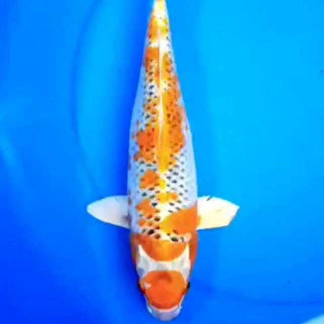 MARUTEN SAKURA KUJAKU 36cm