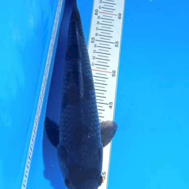 Ochiba 35cm male