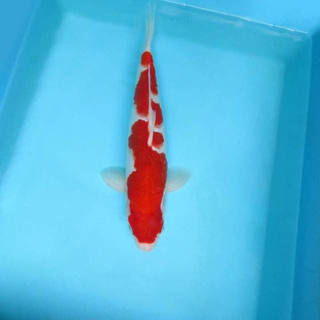 ABRACADABRA 3 - KOHAKU,-
