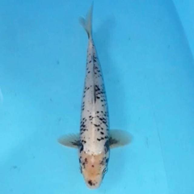 Kawabake 25 cm
