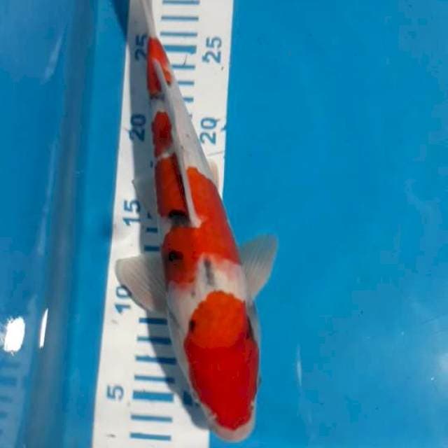 Sanke 27 cm