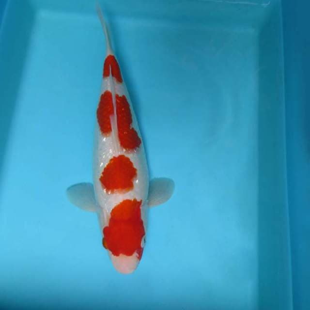 ABRACADABRA 4 - KOHAKU 4 STEPS,-