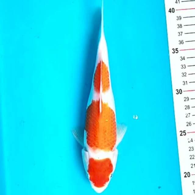 Maruten Kohaku 22 cm