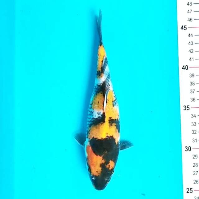 Ki showa 21 cm