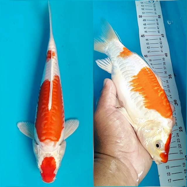Kikusui munuk 24 cm