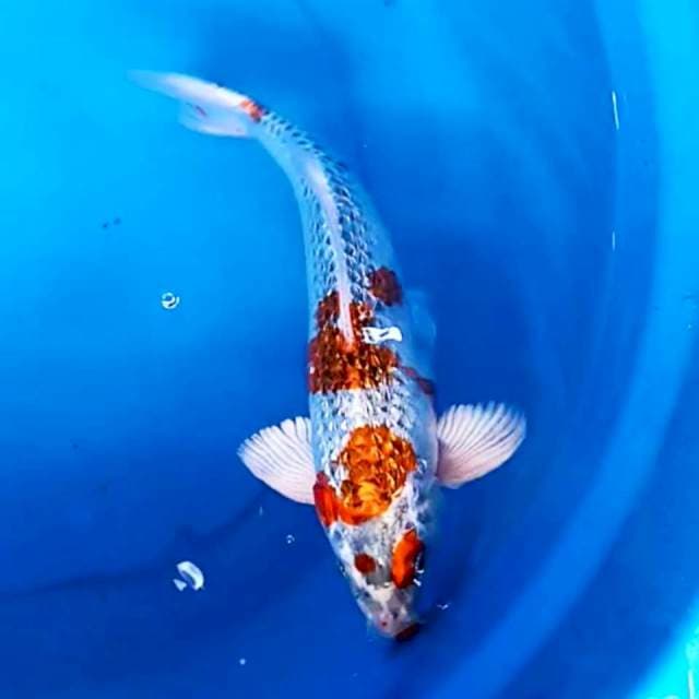 Kujaku Ginrin 25cm