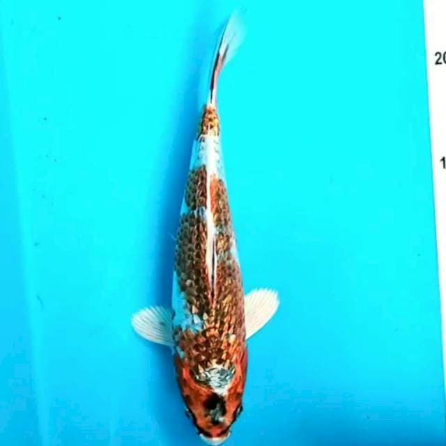 Kujaku Ginrin 20 cm