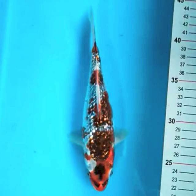 Goshiki 20 cm