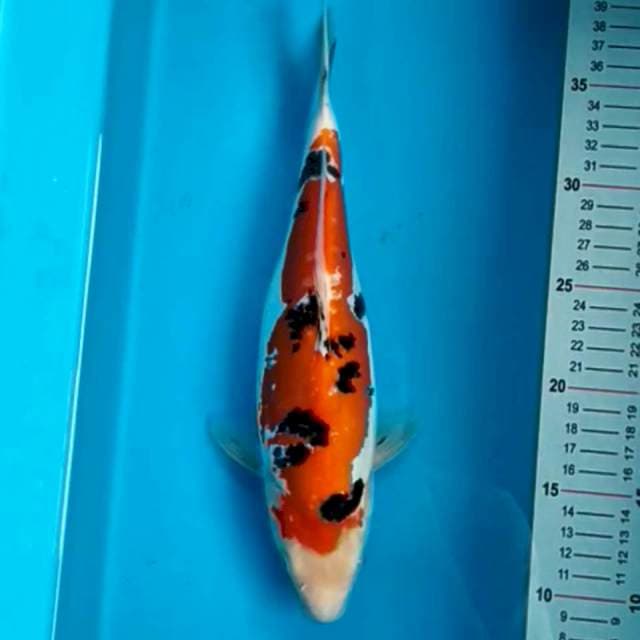 Sanke doitsu 29cm