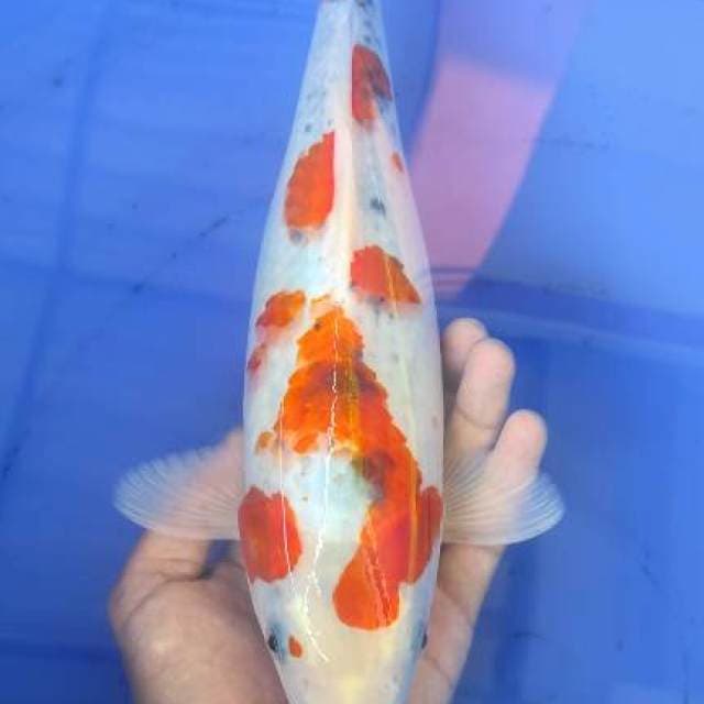 Sakura Goshiki 31cm