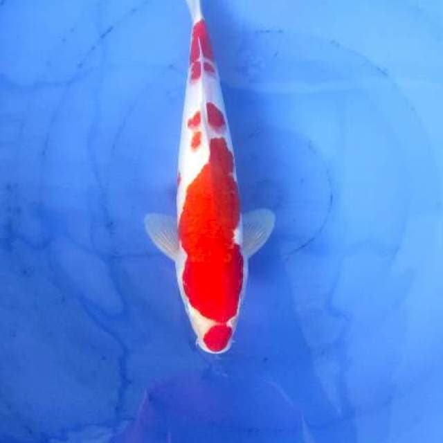Kohaku Kucibeni Strong 32cm Male