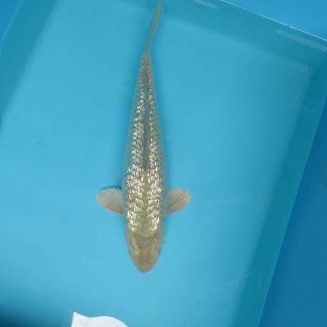 ADACADABRA 7 - SORAGOI,-