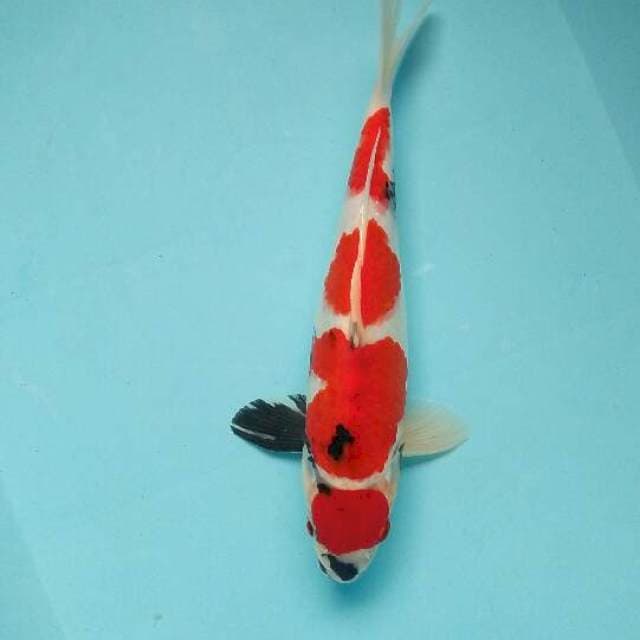 Maruten showa