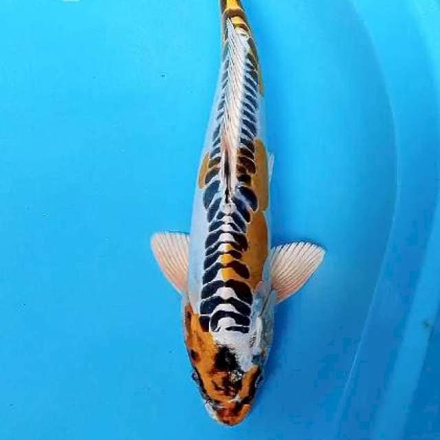 Kikokuryu male 34 cm ring bagus