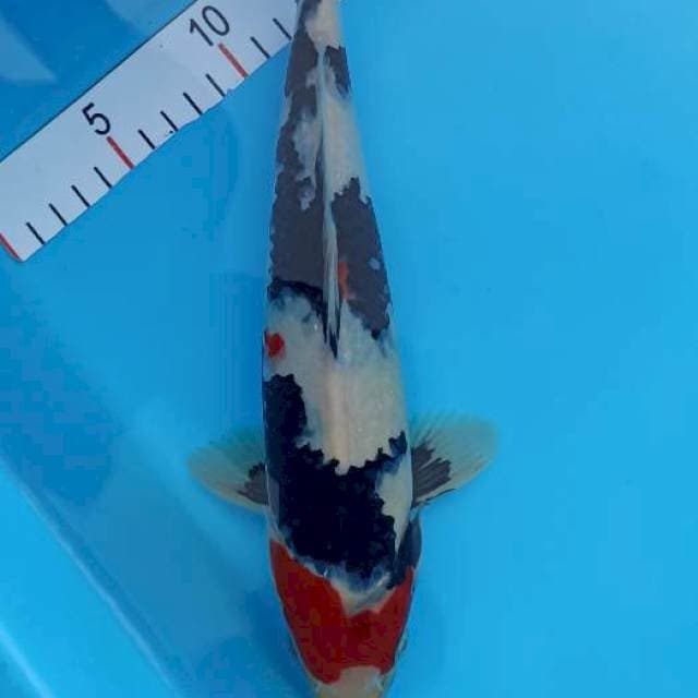Showa 28 cm
