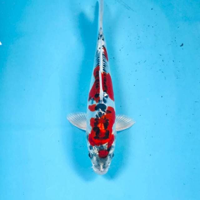 Beni kiko, 20 cm