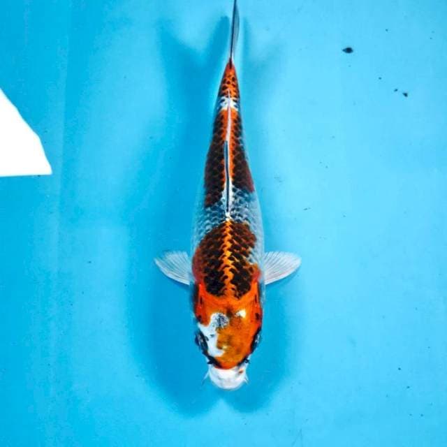 Kujaku, 18 cm