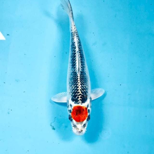 Tancho Kujaku,  20 cm