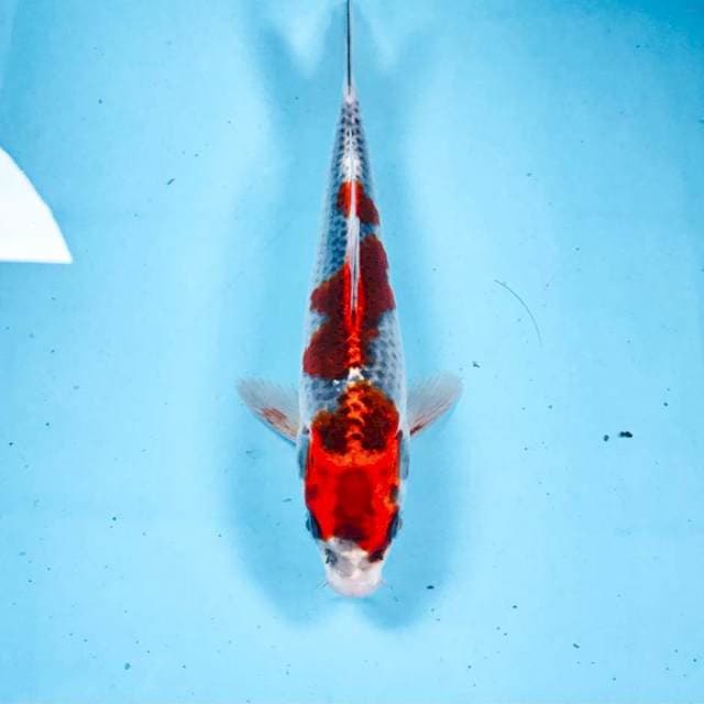 Goshiki, 22 cm