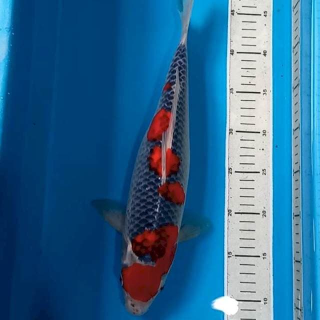 Goshiki Bakat Jumbo