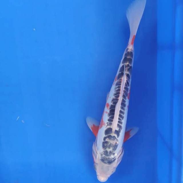 Shusui31cm