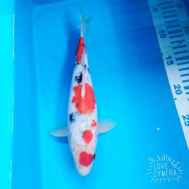 Sanke 27cm 