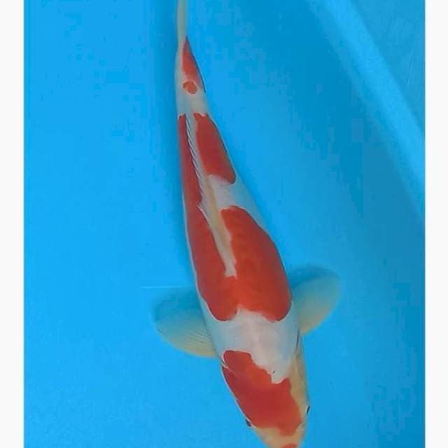 Doitsu kohaku punuk