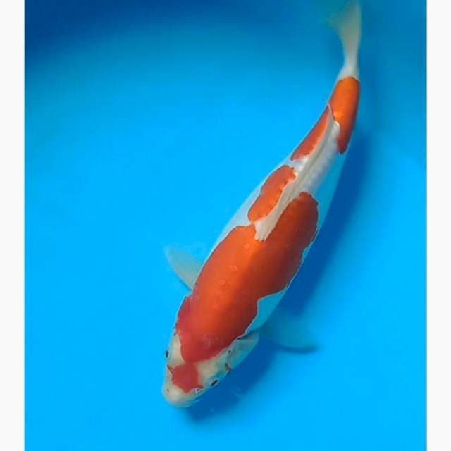 Kohaku doitsu punuk