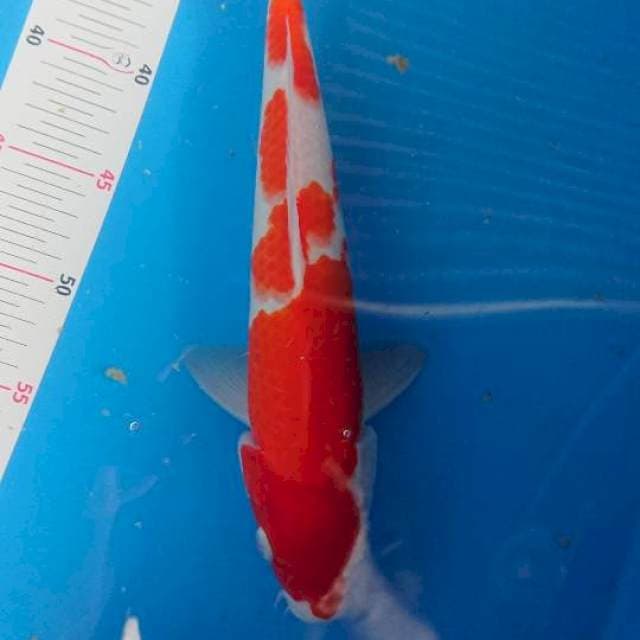 Original kohaku strong 33cm Male