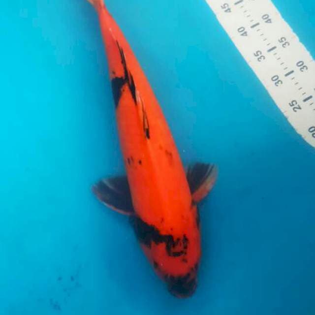 55BU F1 SHINODA HI UTSURI MALE