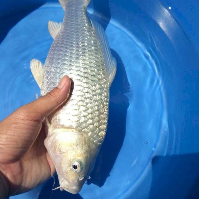 Soragoi Ginrin Munuk Male 33CM