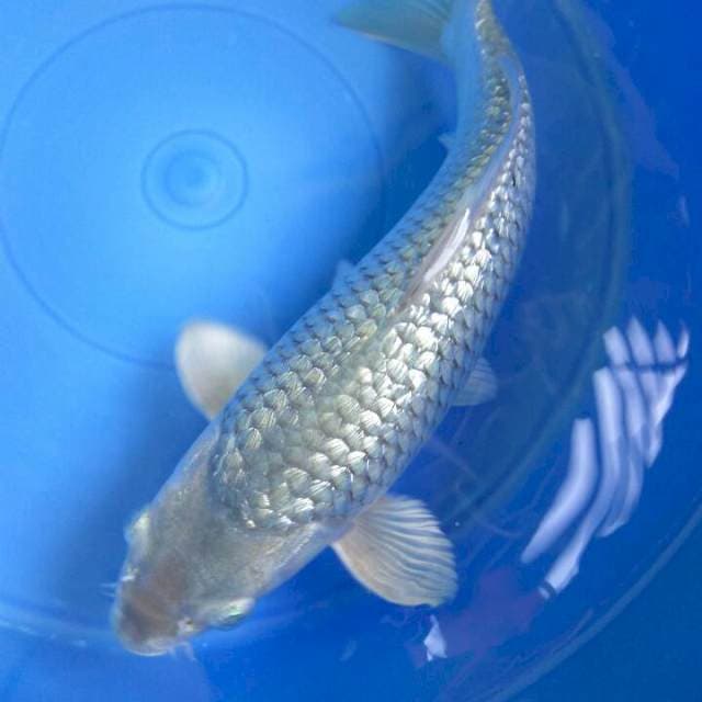 Soragoi Ginrin Munuk Male 33CM
