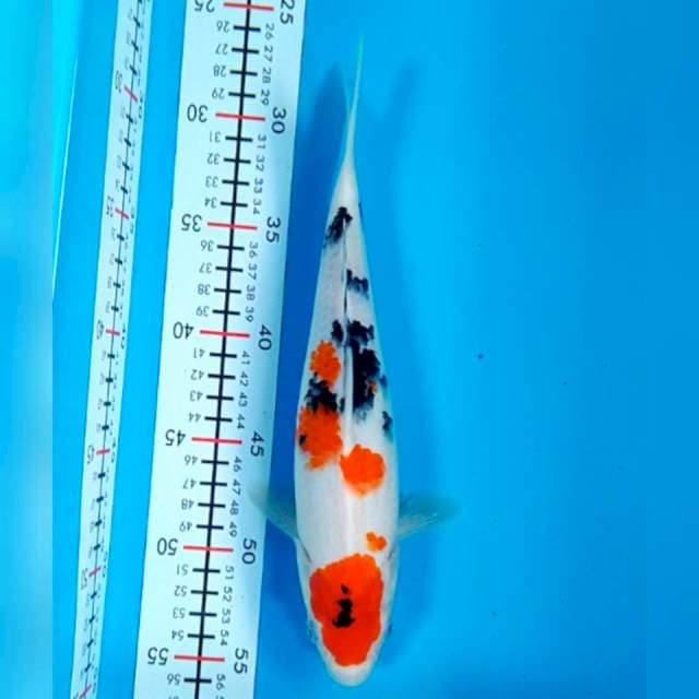 kindai 28cm