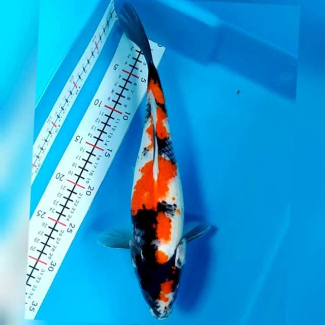 showa 30cm