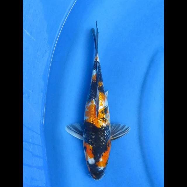 Kishowa ginrin 30cm