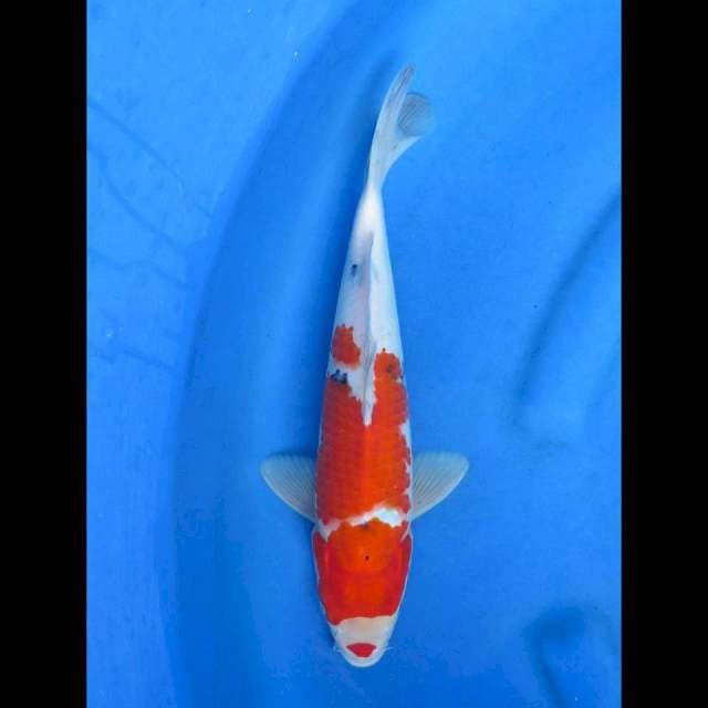 Sanke 33cm
