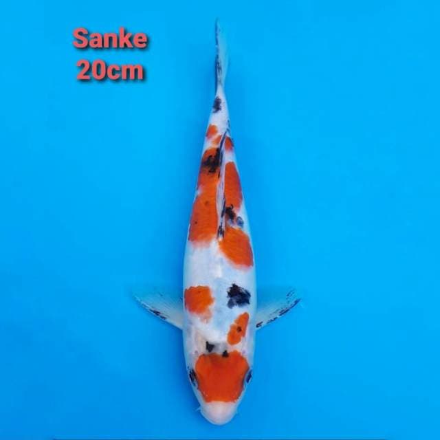 sanke 20cm